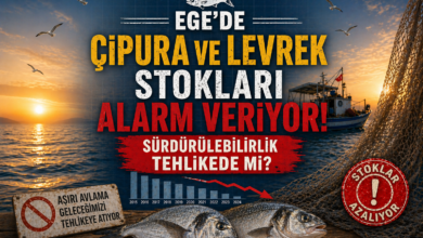 Ege'de Çipura ve Levrek Stokları Alarm Veriyor