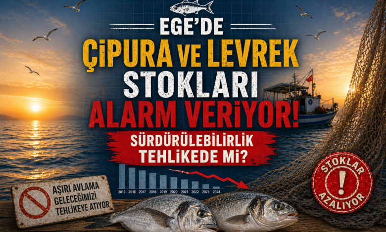 Ege'de Çipura ve Levrek Stokları Alarm Veriyor